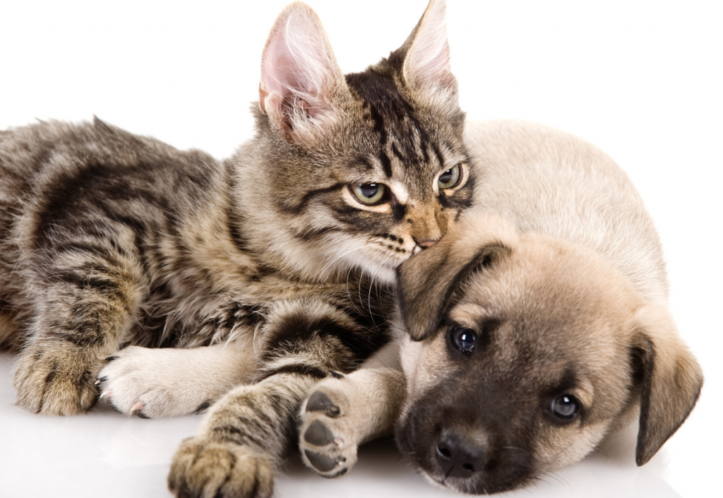 ANIMAUX CHIOT CHATON intelligence overview