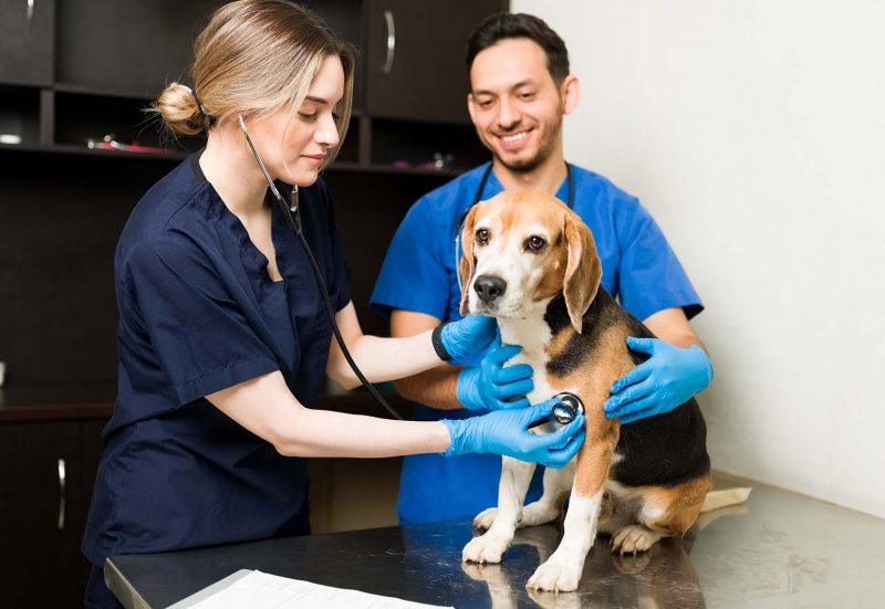 Cardiologie du chien - Clinique vétérinaire de l'Yzeron